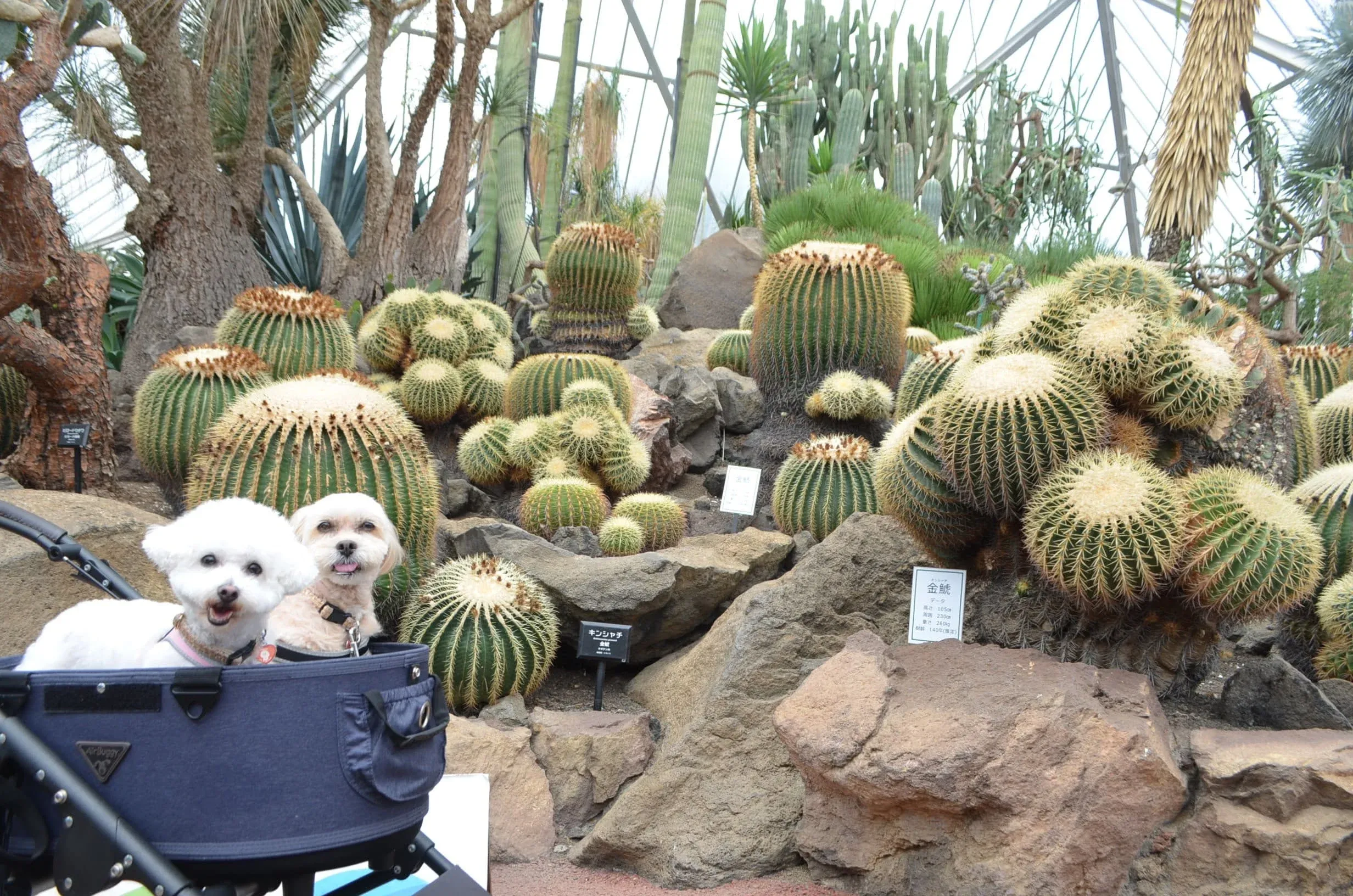 約1,500種類のサボテンや多肉植物の展示も圧巻！